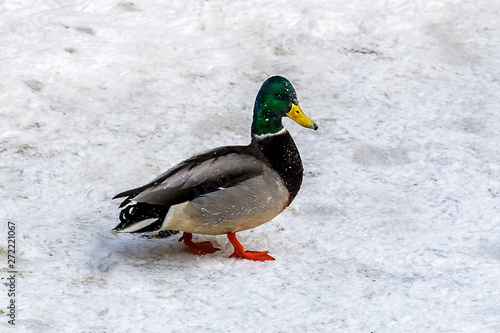 In the foreground Mallard duck, visiting the neighborhood. On his feathers are visible breath frozen water. Through snow and ice emerges.