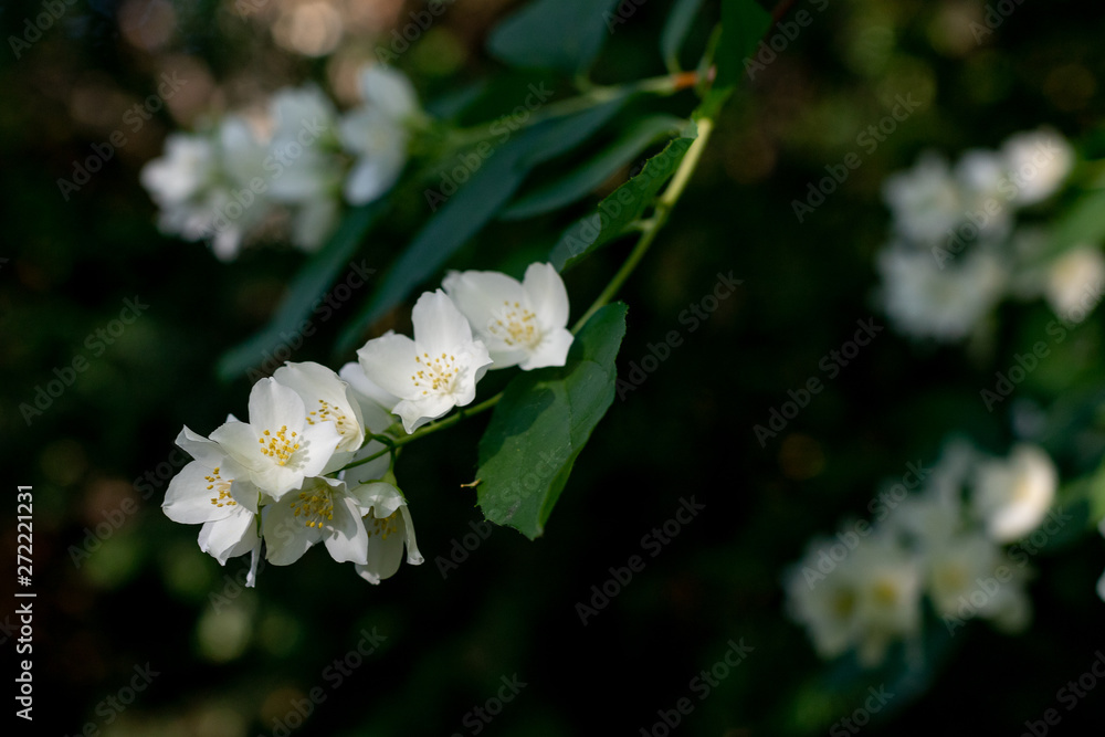 Obraz premium A branch of blooming jasmine.