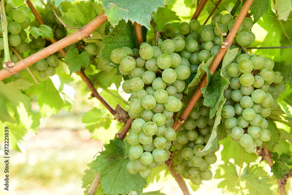 Vine and bunch of white grapes in garden Vine and bunch of white grapes in garden