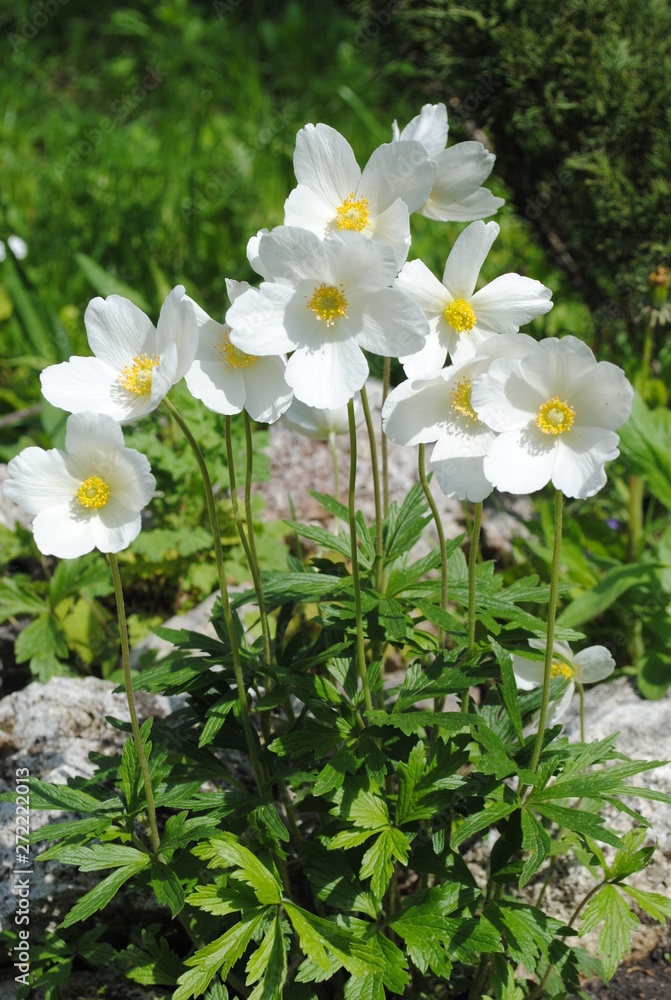 Obraz premium white flowers in garden