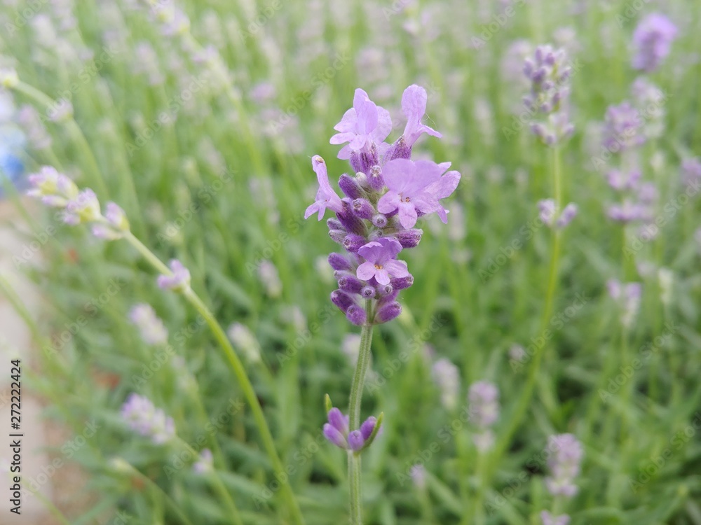 purple flowers in field purple flowers in field