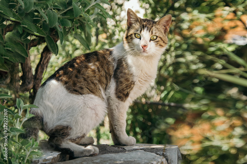 Wallpaper Mural Cat walking in the garden Torontodigital.ca