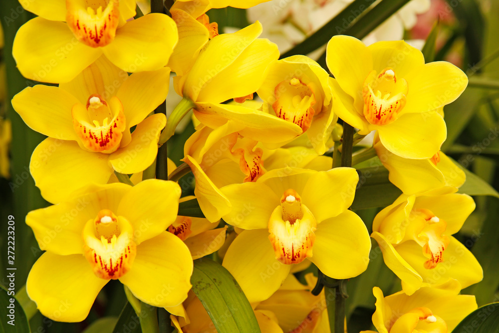 Obraz premium Orchid. Cymbidium sp.