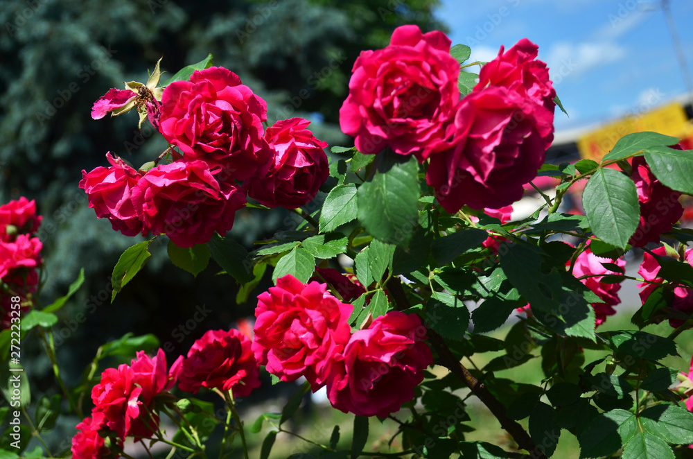 Red rose bushes Red rose bushes