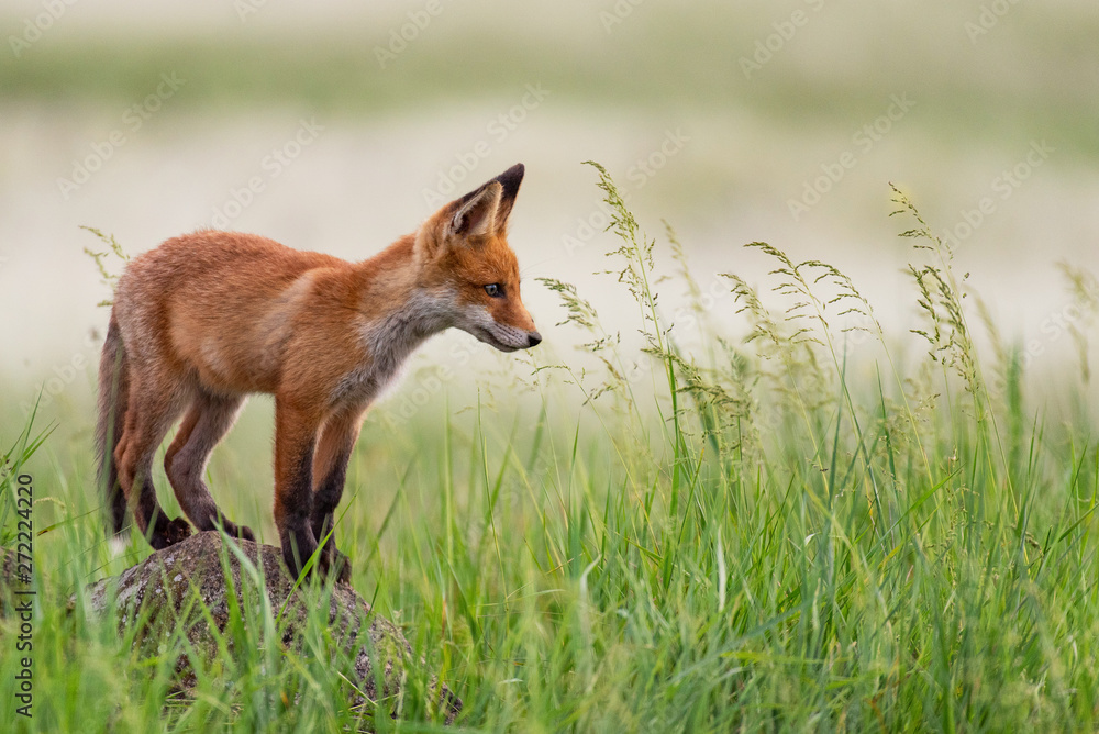 Young red Fox stands on a rock in the grass