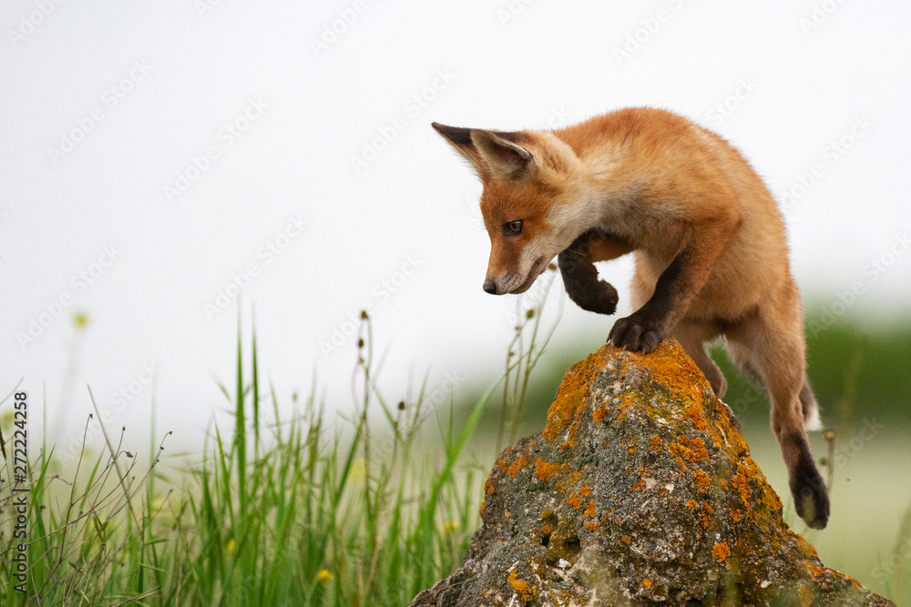 Baby Fox. Young red Fox on the stone near his hole. Vulpes vulpes - obrazy, fototapety, plakaty 