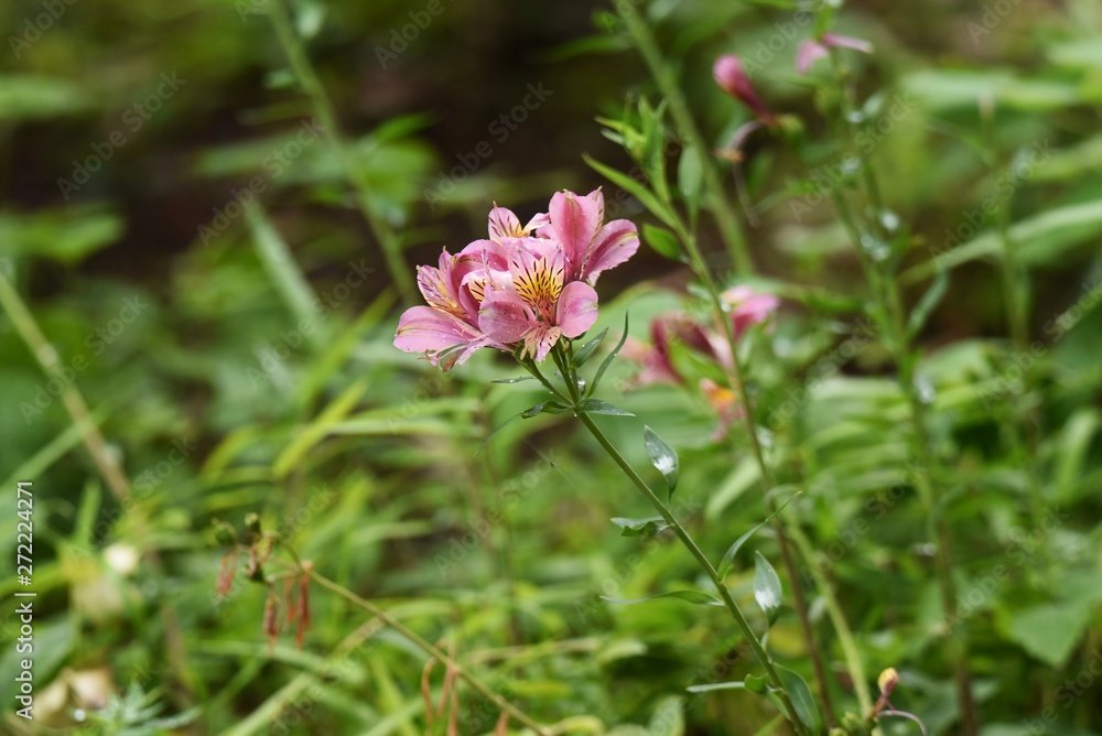 Alstromeria (Peruvian lily / Lily of the Incas) is rich in flower color. Alstromeria (Peruvian lily / Lily of the Incas) is rich in flower color.