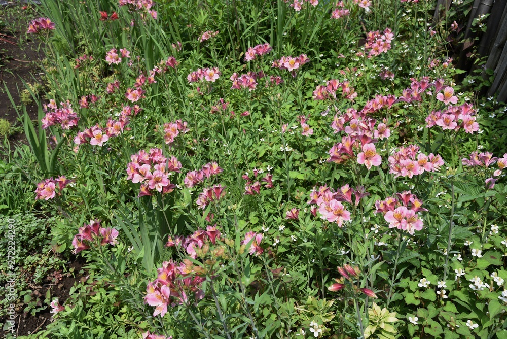 Alstromeria (Peruvian lily / Lily of the Incas) is rich in flower color. Alstromeria (Peruvian lily / Lily of the Incas) is rich in flower color.