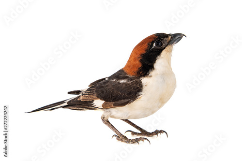 Woodchat Shrike, Lanius senator, isolated on white background. photo