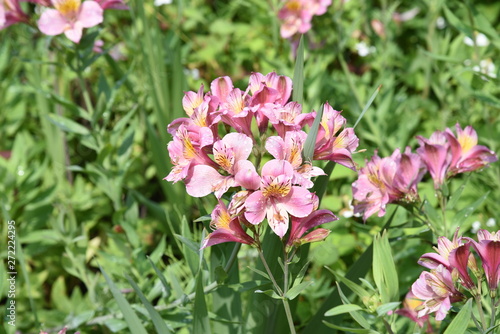 Alstromeria  Peruvian lily   Lily of the Incas  is rich in flower color.