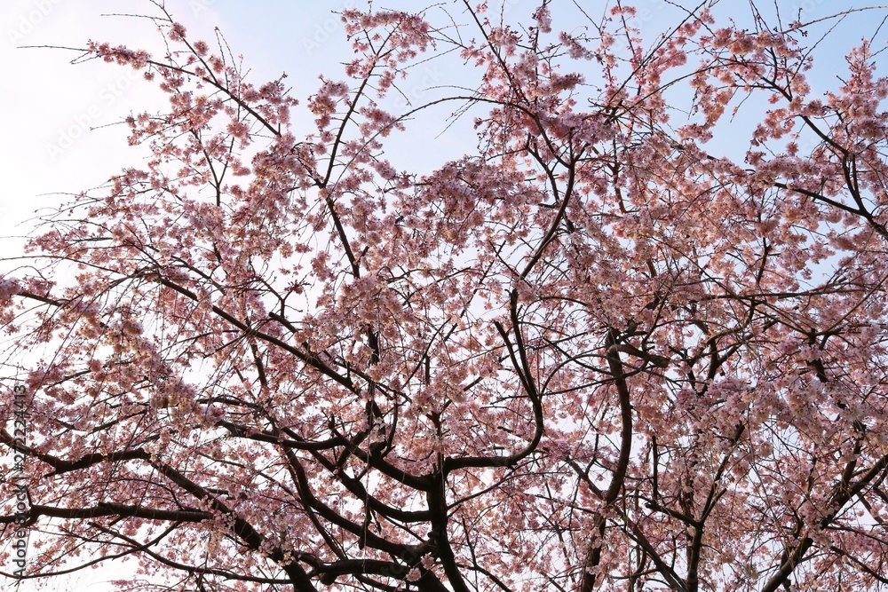 風景　春　桜　茨城　