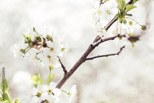 Wedding rings hang on a branch with white flowers. Spring garden in bright colors. Selective focus, blurred background, copy space. Engagement, celebration, postcard, date, romance.