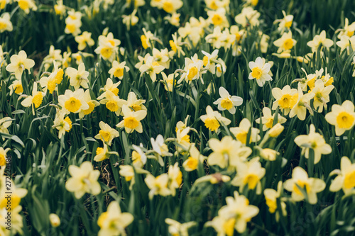 Fototapeta Naklejka Na Ścianę i Meble -  Spring daffodils flowers in bright vibrance colors for background. Flowerbed in city park, gardening, spring scenic. Macro, postcard, selective focus.