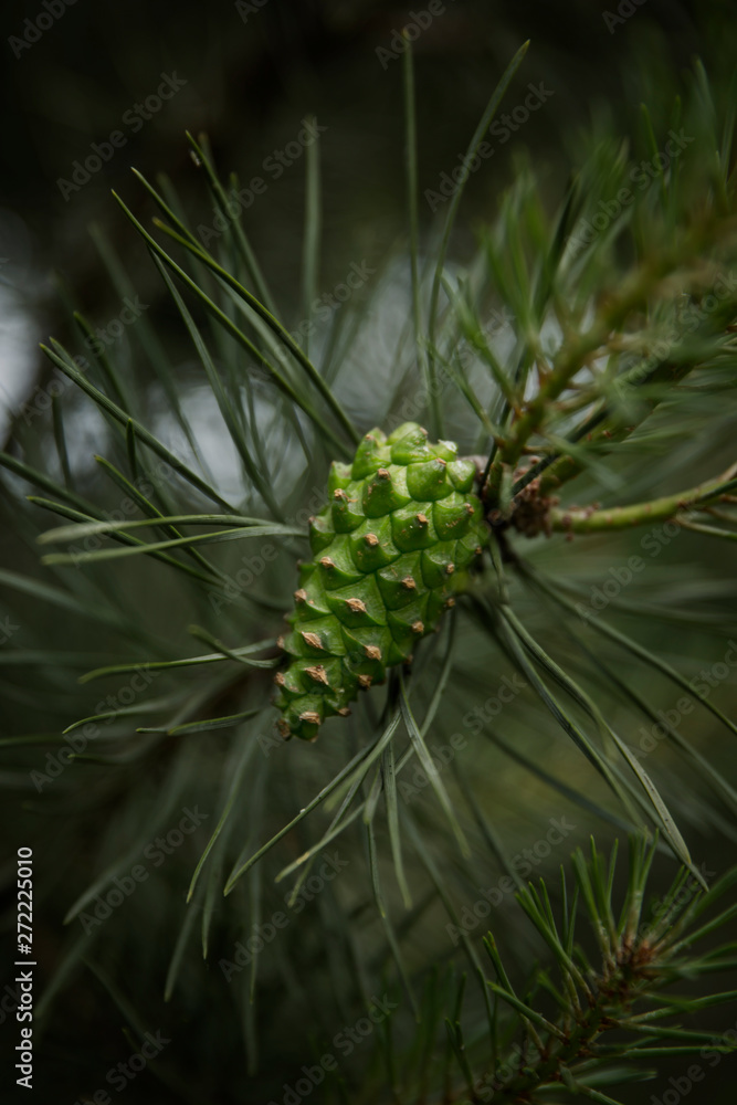 Green pine cone. Pine cone on grey old wood table 