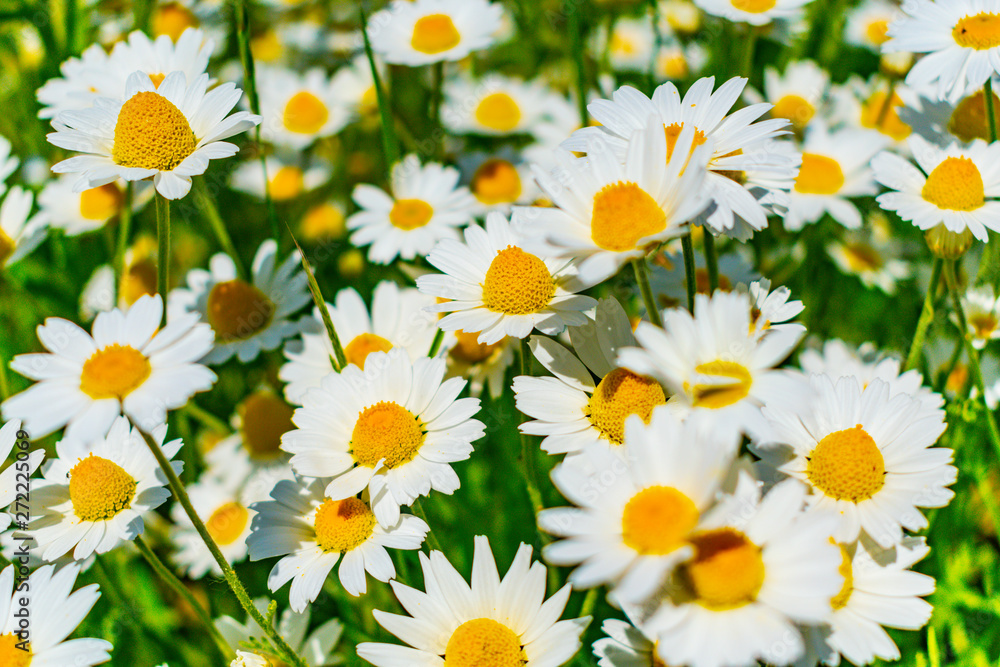 Wild flowers of the chamomile, Sunny summer day