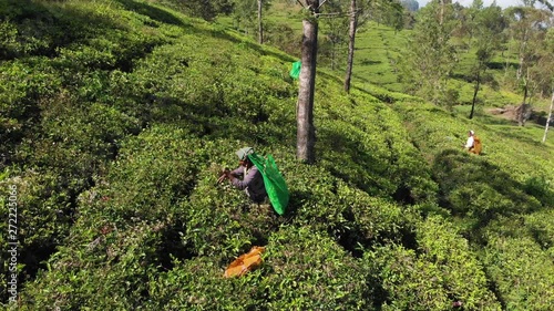Female tea picker at work in Lipton plantation
