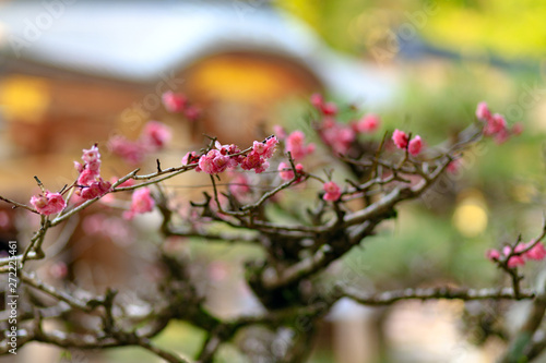Japanese cherry tree blossom