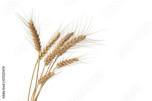 Wheat ears isolated on white