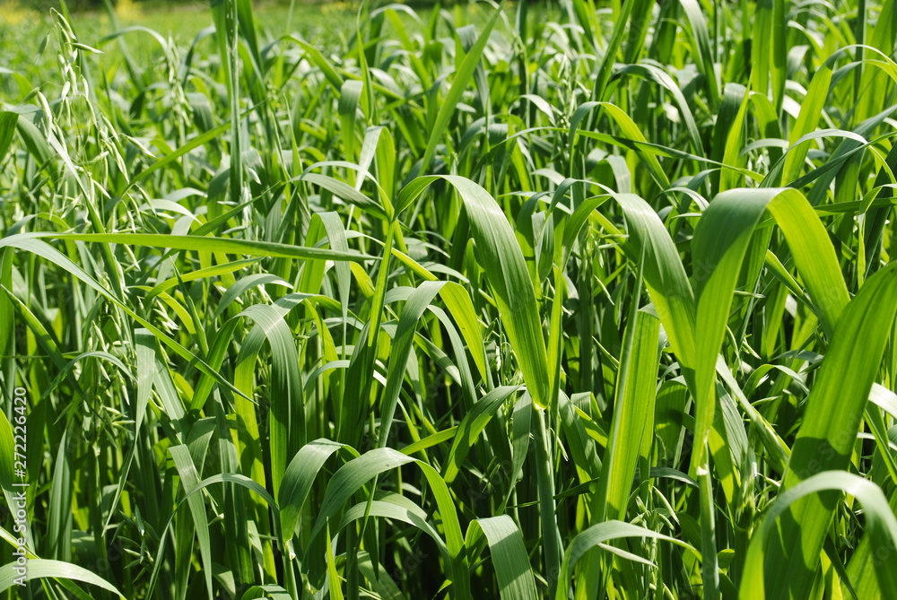 Obraz premium field of corn