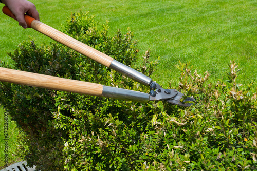 A gardener cutting bushes with scissors at the nature background. Spring and summer work in the garden.