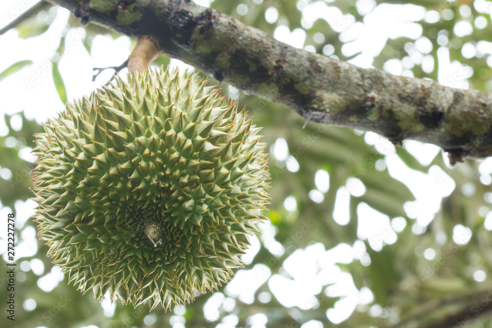 Fresh durian fruit on tree, Durians are the king of fruits Fresh durian fruit on tree, Durians are the king of fruits