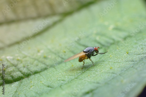 A small tiny fly sits on a green leaf in the garden. Macro photography of insects, selective focus, copy space.