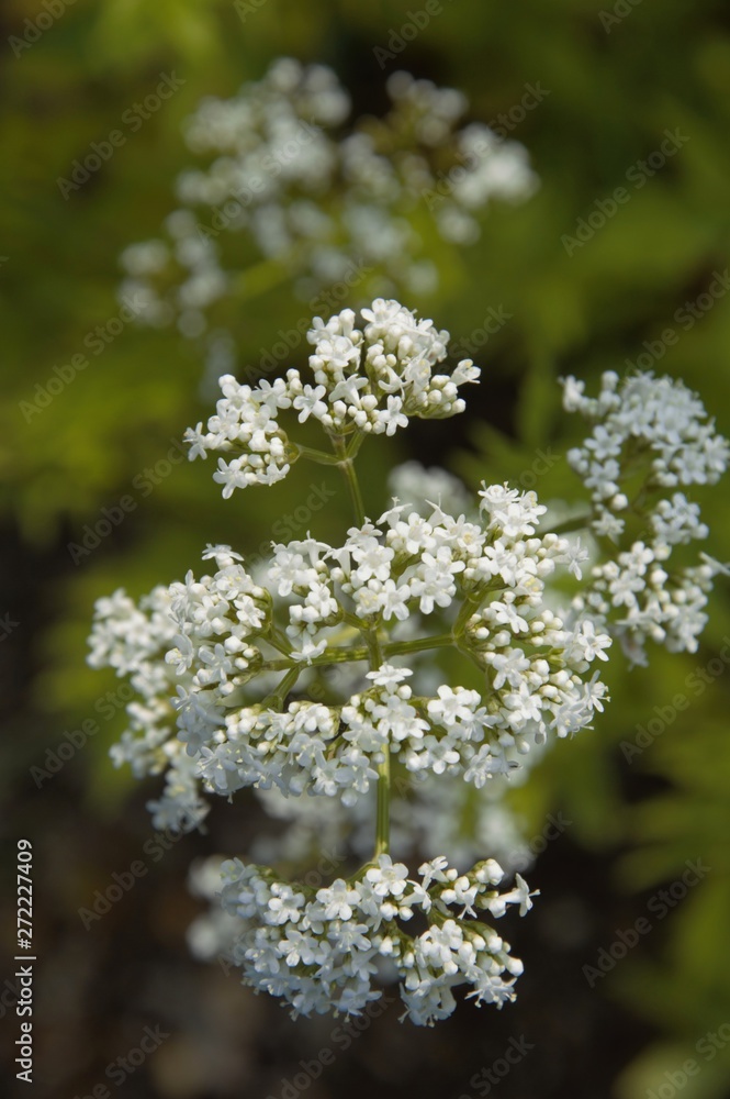 Valerian plant blooming in spring in a garden in Nijmegen the Netherlands Valerian plant blooming in spring in a garden in Nijmegen the Netherlands
