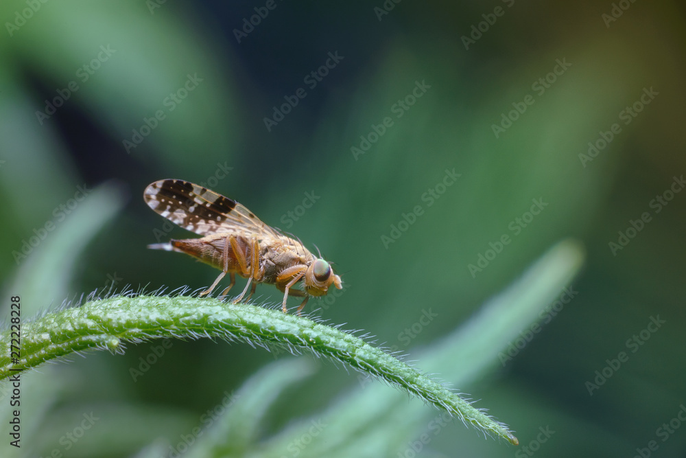 A tiny little yellow fly with spotted transparent wings in the garden. Macro photography of insects, selective focus, copy space. A tiny little yellow fly with spotted transparent wings in the garden. Macro photography of insects, selective focus, copy space.