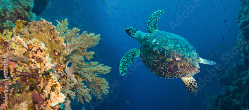 Hawksbill sea turtle (Eretmochelys imbricata) 