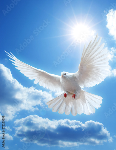 Dove in the air with wings wide open 