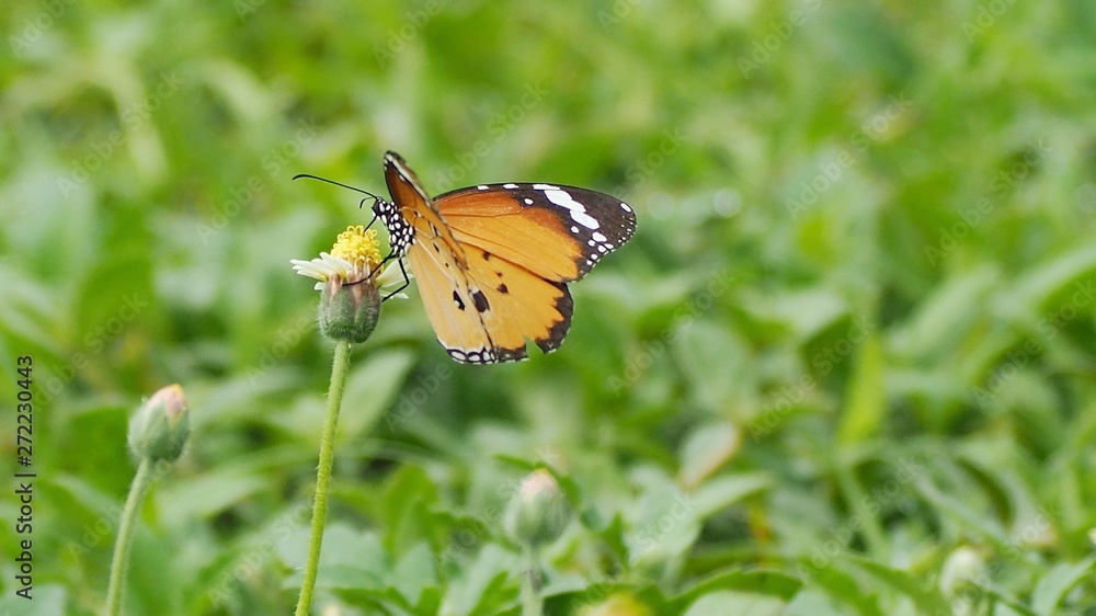 Obraz premium butterfly on flower