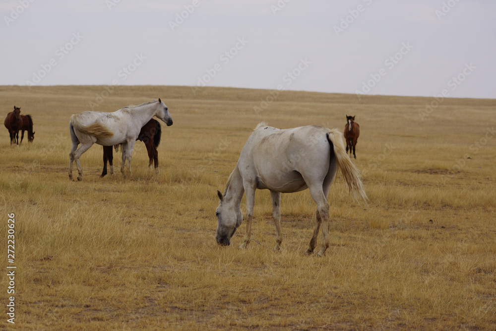 Beautiful horses grazing in the field. Stallions, mares and foals in the pasture. Stallions in the steppes of Kalmykia. Beautiful horses grazing in the field. Stallions, mares and foals in the pasture. Stallions in the steppes of Kalmykia.