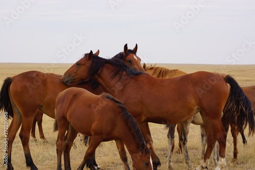 Beautiful horses grazing in the field. Stallions  mares and foals in the pasture. Stallions in the steppes of Kalmykia.