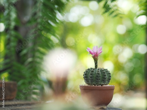 flower in pot