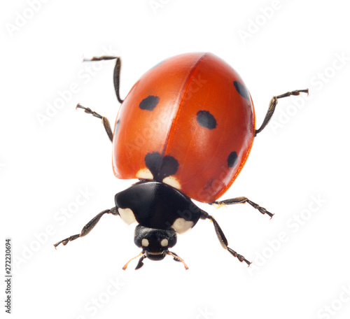 Canvas Print ladybug on white background Ladybug isolated on white background