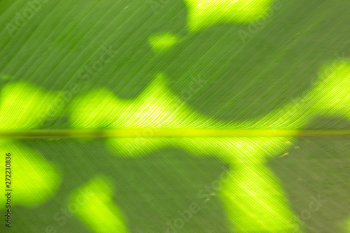 Close up of backlit leaf green background showing viens and surface texture © Jeffery