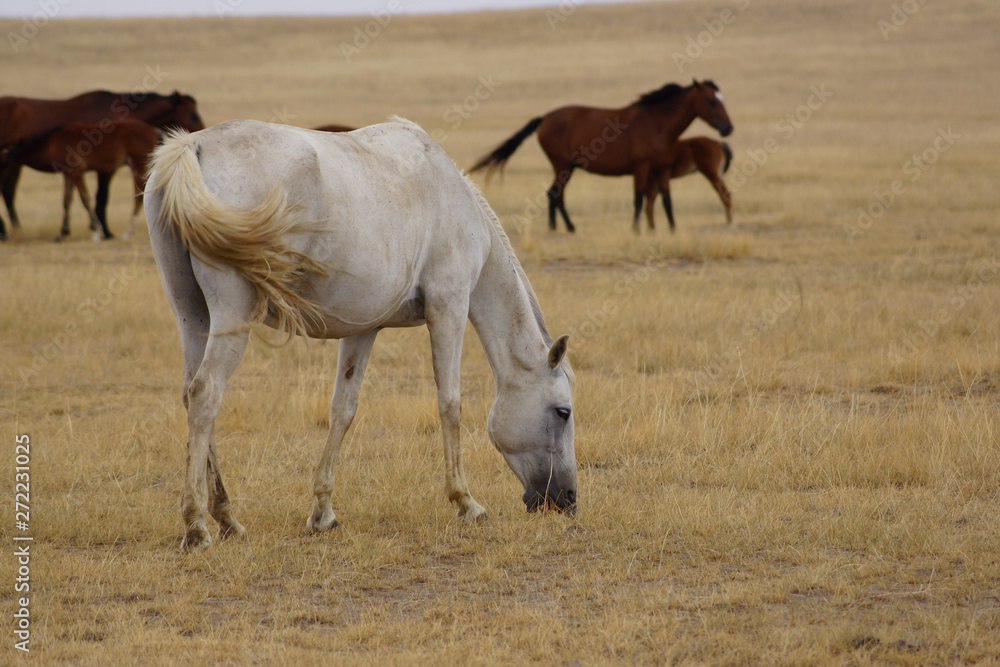 Beautiful horses grazing in the field. Stallions, mares and foals in the pasture. Stallions in the steppes of Kalmykia. Beautiful horses grazing in the field. Stallions, mares and foals in the pasture. Stallions in the steppes of Kalmykia.