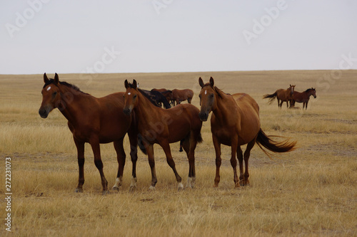 Beautiful horses grazing in the field. Stallions, mares and foals in the pasture. Stallions in the steppes of Kalmykia.