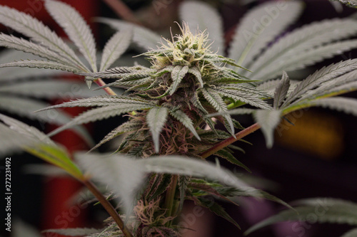 Foto Cannabis Bud