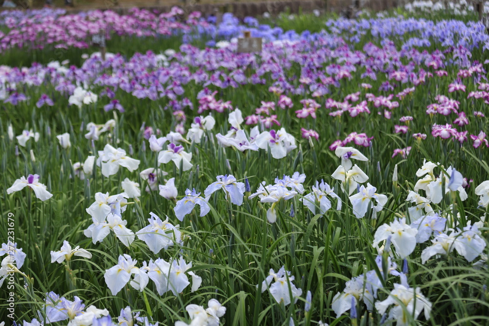 菖蒲園