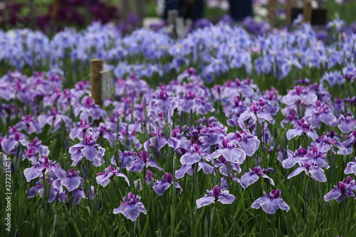 菖蒲園