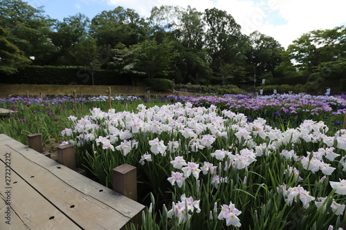 菖蒲園