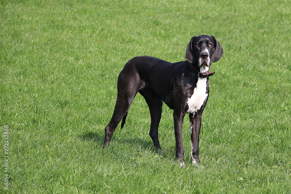 beautiful black and white great dane is standing in the garden