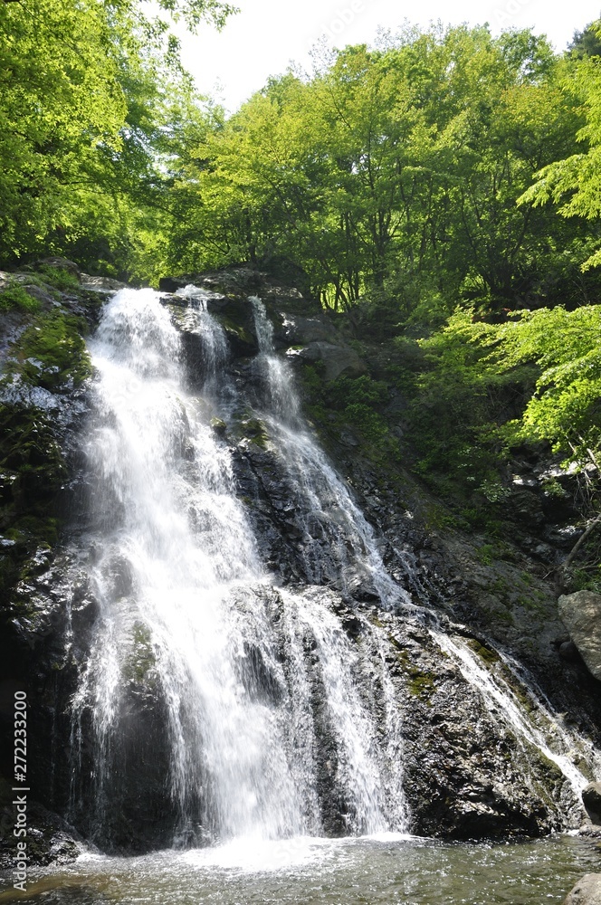 Naklejka premium 新緑の雷滝
