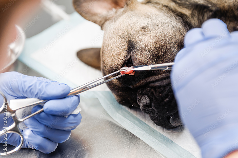 Resection of the lacrimal sac on the dog's eyes in veterinary medicine Resection of the lacrimal sac on the dog's eyes in veterinary medicine