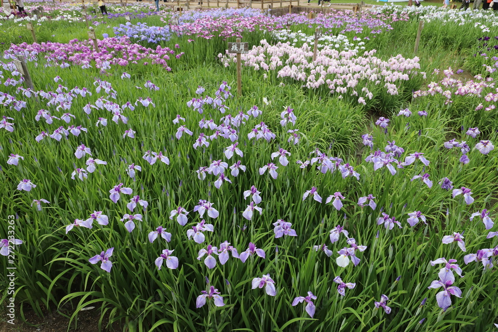 菖蒲園 菖蒲園