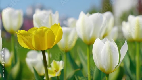 Decorative yellow and white tulips fluttering in the wind on the beautiful background. The flowers with vibrant natural colors are blooming in the spring garden. Close up. 4K footage. photo