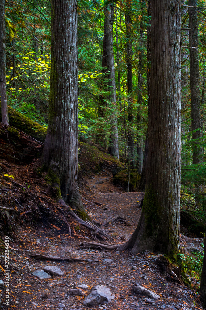 Forest's path. Calm and nature forest's track. Forest's path. Calm and nature forest's track.