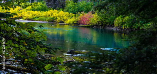 Fototapeta Naklejka Na Ścianę i Meble -  Colorful autumn in BC. Bright color of leaves near creek.