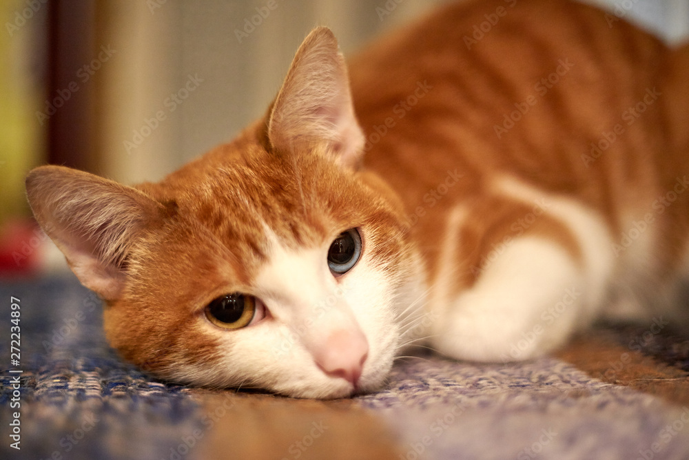 custom made wallpaper toronto digitalred cat with different eyes